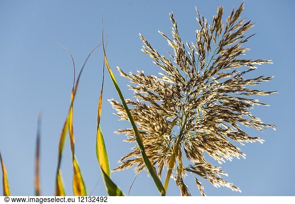 Reed with spikes (Phragmites australis). Almansa. Albacete province. Spain.