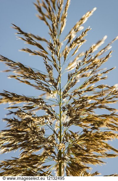 Reed with spikes (Phragmites australis). Almansa. Albacete province. Spain.