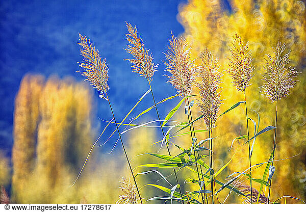 Reeds growing outdoors in autumn