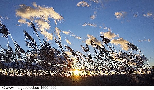 Reeds (Phragmites communis) at sunset. Olost village countryside. Llu?an?s region  Barcelona province  Catalonia  Spain.
