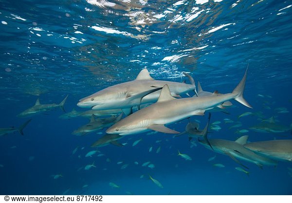 Reef sharks at the surface.