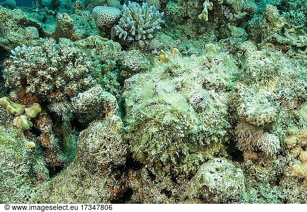 Reef stonefish (Synanceia verrucosa) lies camouflaged among stone corals  Red Sea  Egypt  Africa