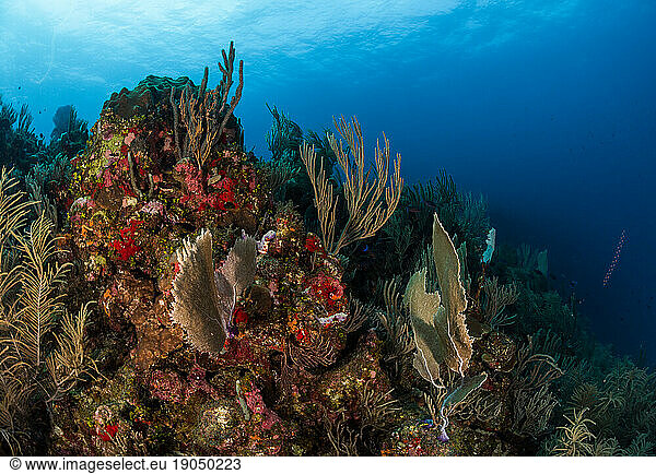 Reefscape featuring sea fans and soft & hard corals in Utila  Honduras