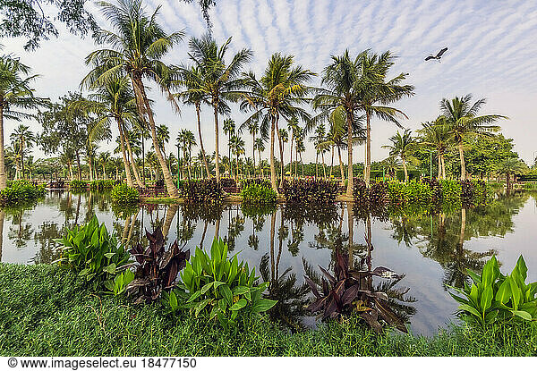 Reflection of palm trees in pond