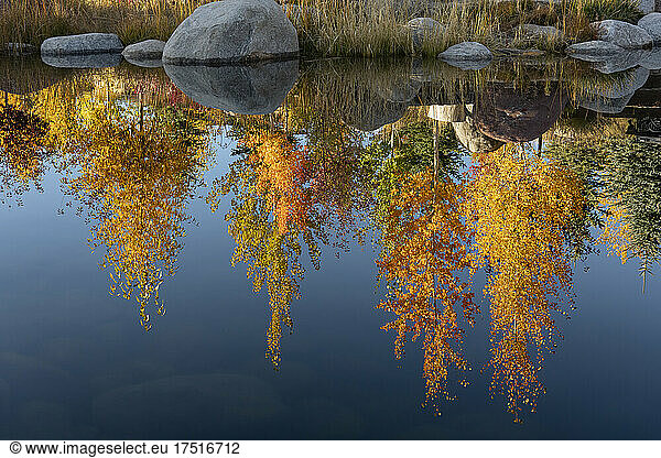 Reflection of trees in calm lake during autumn
