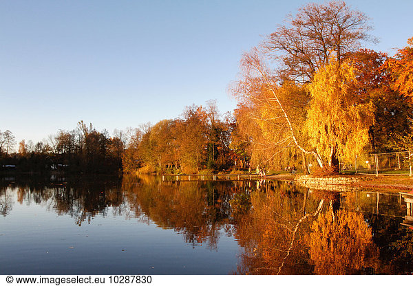 Reflection of trees in lake  Lake Wessling  Bavaria  Germany