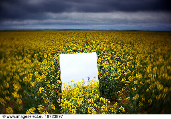Reflection on a large mirror of a rapeseed cultivation field. Natural Park of Las Lagunas de Villafafila. zamora. Spain