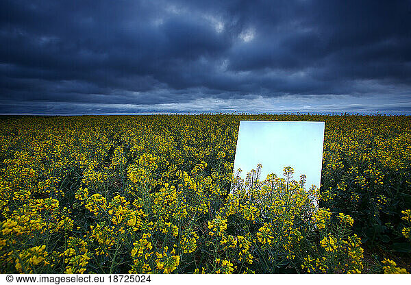 Reflection on a large mirror of a rapeseed cultivation field. Natural Park of Las Lagunas de Villafafila. zamora. Spain