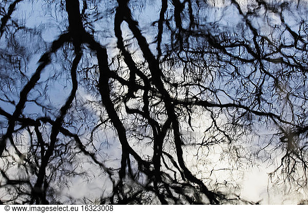 Reflections of tree branches on water