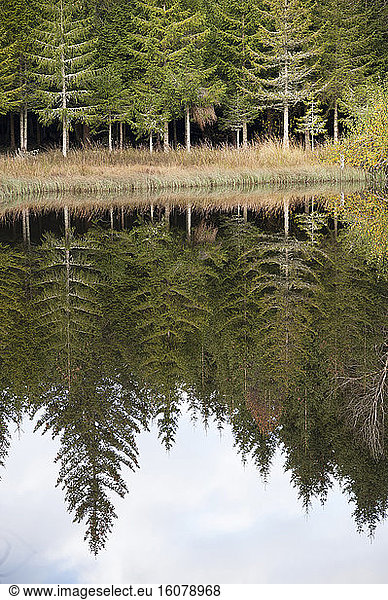 Reflections of trees in water  Lake La Colombiere. PNR Livradois  Auvergne  France