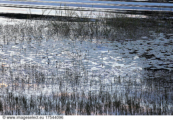 Reflections on the water surface  sunlight and reeds