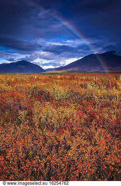 Regenbogen über herbstlich gefärbter Tundra  Alaska Range im Hintergrund  Inneres Alaska im Herbst; Cantwell  Alaska  Vereinigte Staaten von Amerika