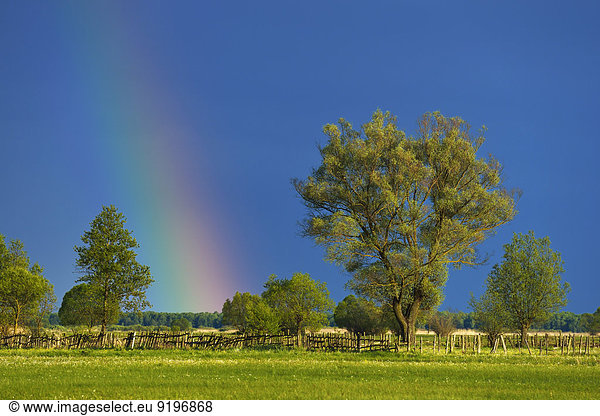 Regenbogen über Weide (Salix)  Nationalpark Biebrza  Polen