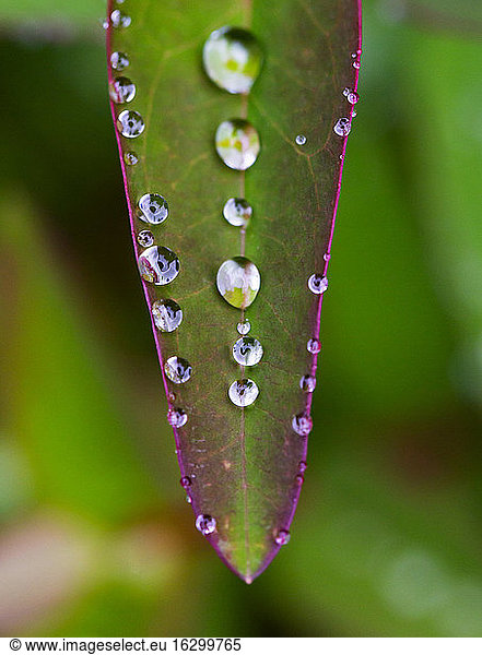 Regentropfen auf dem grünen Blatt des Johanniskrauts (Hypericum perforatum)