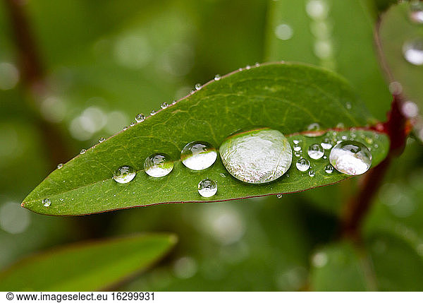 Regentropfen auf dem grünen Blatt des Johanniskrauts (Hypericum perforatum)