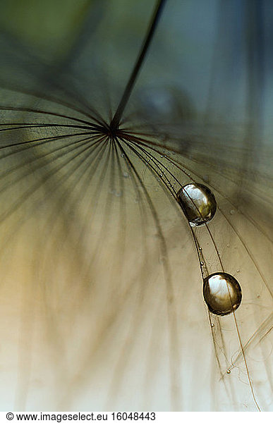 Regentropfen auf dem Samenkopf des Wiesenbocksbarts (Tragopogon pratensis)