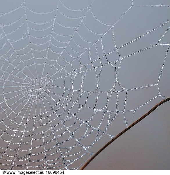 Regentropfen auf dem Spinnennetz an regnerischen Tagen