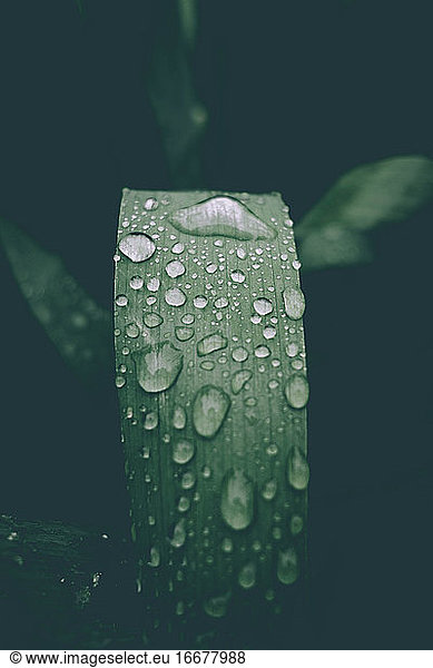 Regentropfen auf einem Blatt am Vormittag