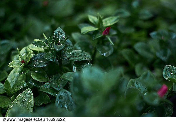 Regentropfen auf einem Pflanzenblatt