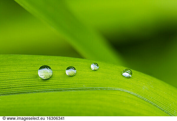 Regentropfen auf grünem Liliumblatt