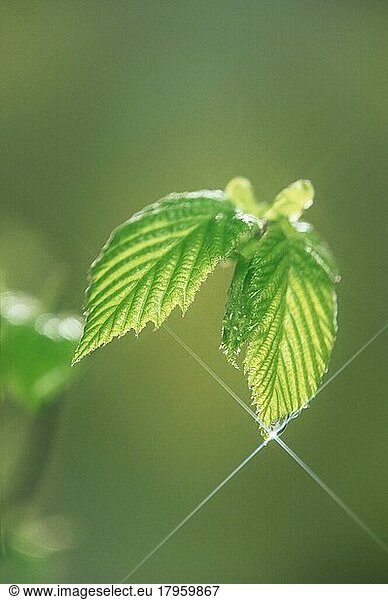 Regentropfen auf Haselnussblatt (Corylus avellana)