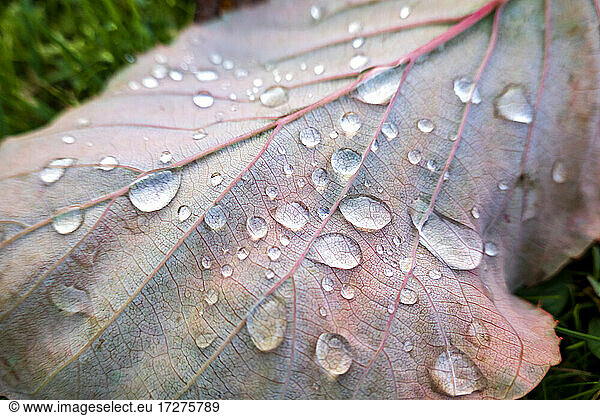 Regentropfen auf Herbstblatt