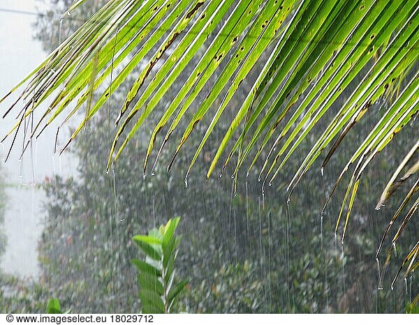 Regentropfen auf Palmenblatt  Sinharaja