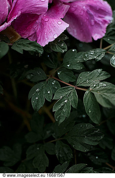 Regentropfen auf Pfingstrosenblättern  Frühling  bewölktes Wetter