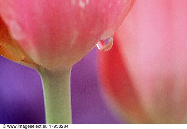 Regentropfen auf Tulpenblüte