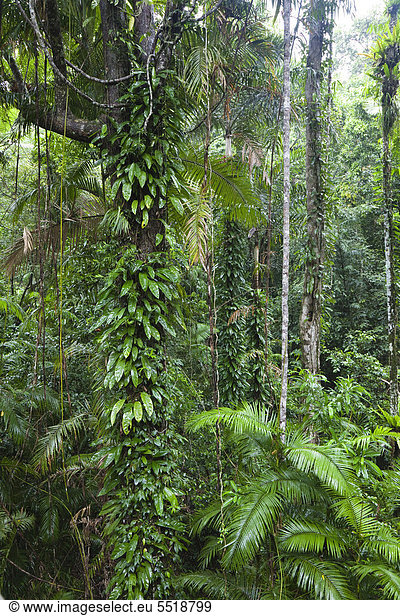 Regenwald  Daintree Nationalpark  nördliches Queensland  Australien