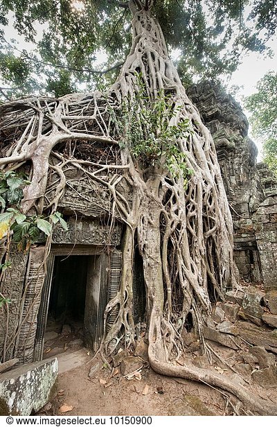 Regenwald ernten Angkor Kambodscha