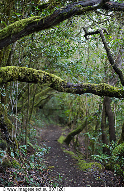 Regenwald La Gomera Kanarische Inseln Spanien