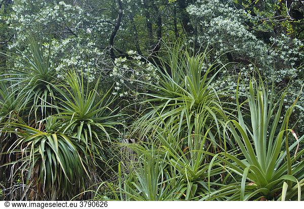 Regenwald mit Pandanusbäumen Richea Pandanifolia im Pine Valley Overland Track Cradle Mountain Lake St Clair Nationalpark Tasmanien Australien