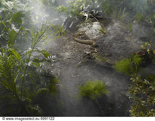 Regenwald  Pythonschlange