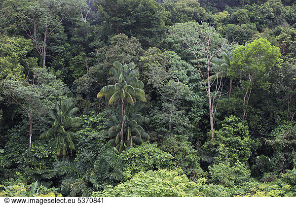 Regenwald Sabah Malaysia Borneo Südostasien Asien