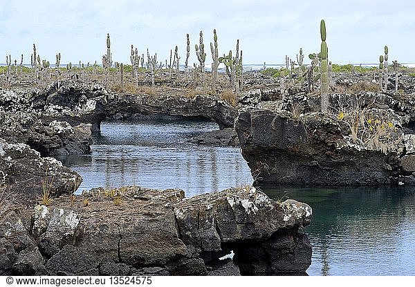 Region Los Tuneles mit Lavaformationen und Brücken  südwestliche Spitze der Insel Isabela  Galapagos-Inseln  UNESCO-Weltnaturerbe  Ecuador  Südamerika