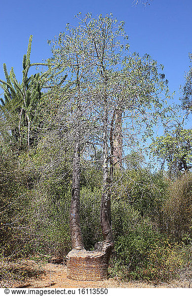 Regrowth of a sectioned baobab (Adansonia rubrostipa) Ifaty Province of Tulear Madagascar