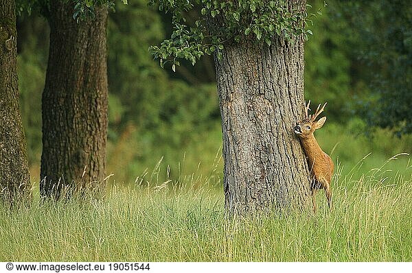 Reh (Capreolus capreolus) Bock markiert an altem Birnbaum während der Brunftzeit  Niederösterreich  Österreich  Europa