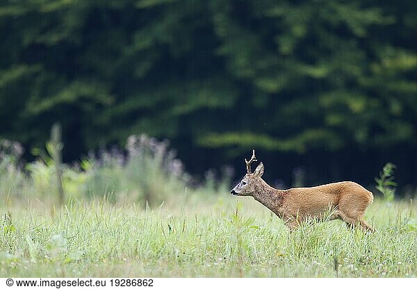Rehbock (Capreolus capreolus) in der Blattzeit beobachtet eine Ricke (Europaeisches Reh) (Rehe)  Roe Deer buck in the rut observes a female Roe Deer (European Roe Deer) (Western Roe Deer)