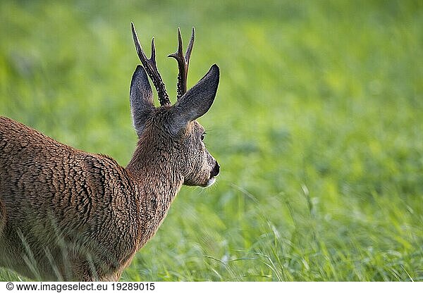 Rehbock (Capreolus capreolus) in der Blattzeit beobachtet eine äsende Ricke (Europaeisches Reh) (Rehe)  Roe Deer buck in the rut observes a grazing female Roe Deer (European Roe Deer) (Western Roe Deer)