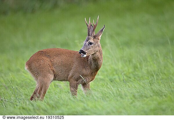 Rehbock (Capreolus capreolus) in der Blattzeit beobachtet eine äsende Ricke (Europaeisches Reh) (Rehe)  Roe Deer buck in the rut observes a grazing female Roe Deer (European Roe Deer) (Western Roe Deer)