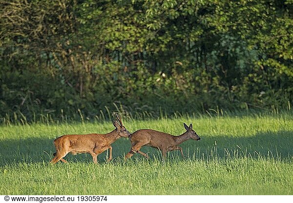 Rehbock (Capreolus capreolus) treibt eine Ricke in der Blattzeit (Rehwild) (Europäisches Reh)  Roe Deer buck pursues a female Roe Deer in the rut (European Roe Deer) (Western Roe Deer)