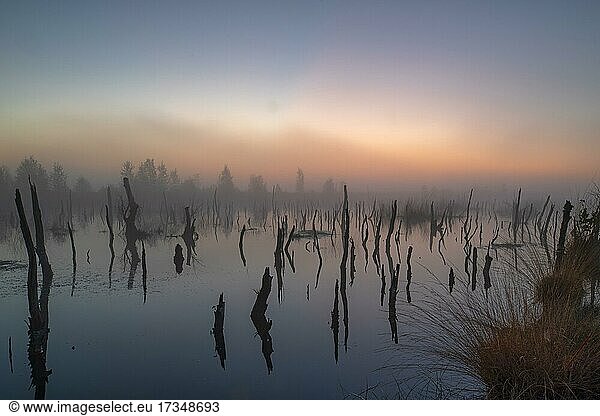 Rehdener-Geestmoor  Gewässer mit Totholz  Sonnenaufgang  Nebel  Niedersachsen  Deutschland  Europa