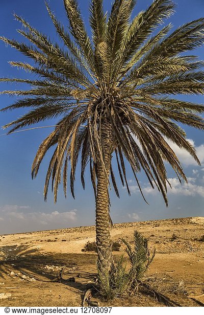 Rehovot ha Negev  road in Negev desert  Israel.