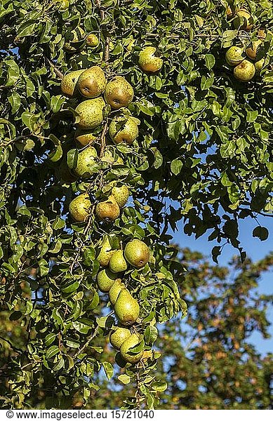 Reife Birnen (Pyrus) hängen an einem Baum  Mecklenburg-Vorpommern  Deutschland  Europa