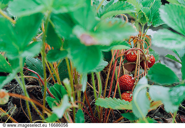Reife Erdbeeren an einer Pflanze