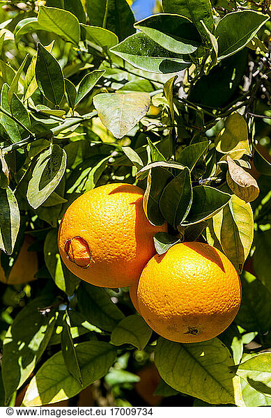 Reife Orangen wachsen am Orangenbaum