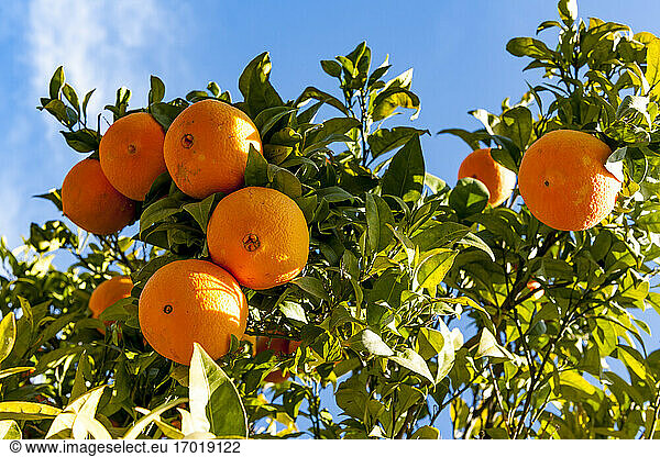 Reife Orangen wachsen am Orangenbaum