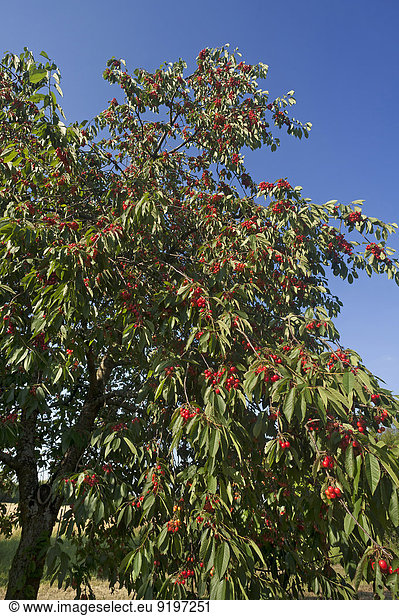 Reife Süßkirschen (Prunus avium) am Baum gegen blauen Himmel  Bayern  Deutschland