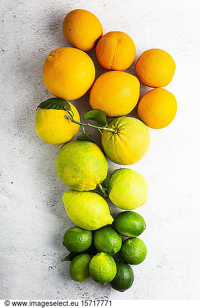 Reife Zitrusfrüchte von orange bis grün angeordnet